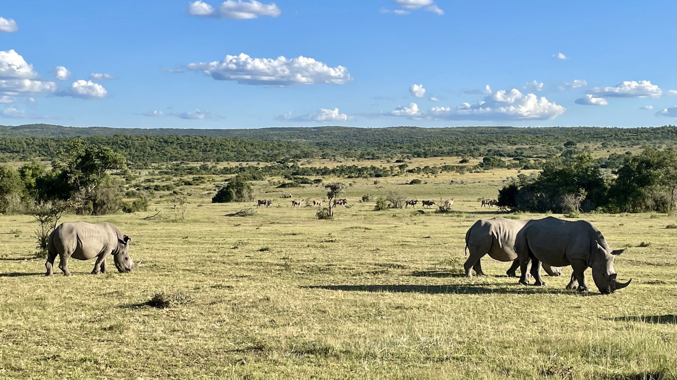 Rhinos in the wild