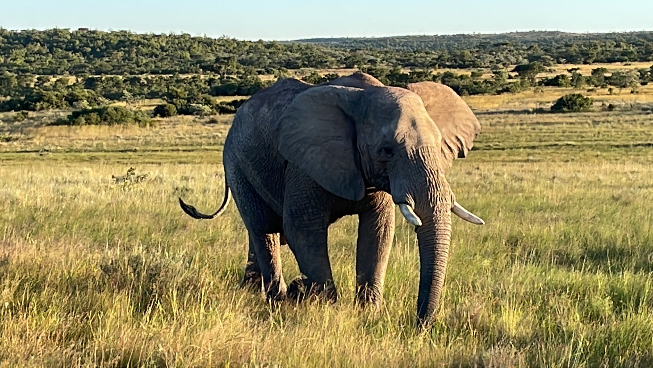 Elephant in the wild